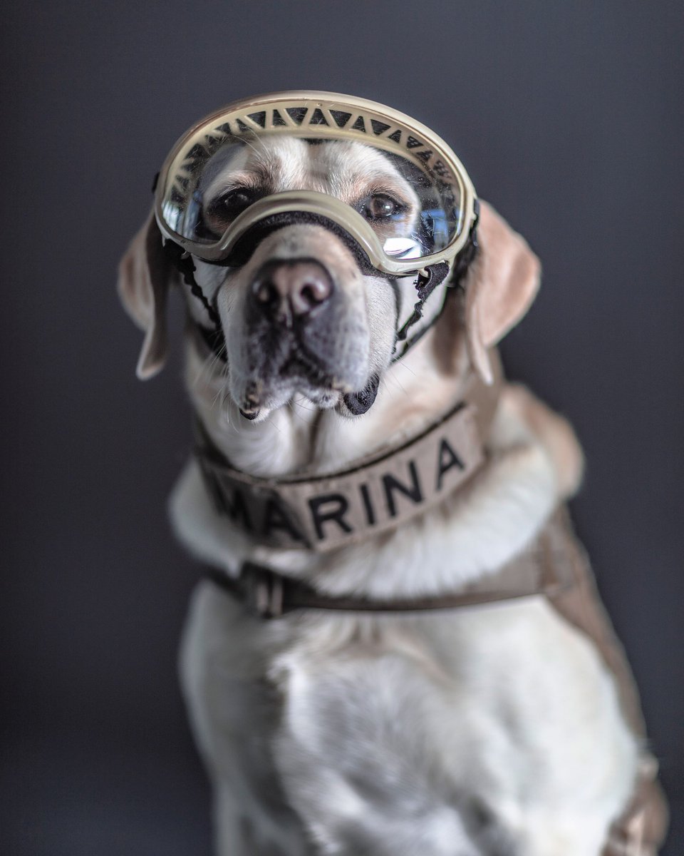 The BBC highlights the portraits of Santiago Arau to the rescue dogs of the Navy