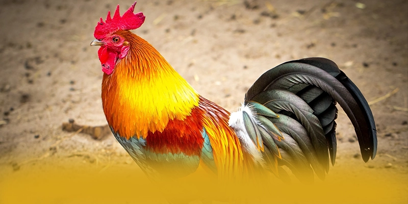 UU88 - Cổng trò chơi mang đến trải nghiệm giải trí đỉnh cao tại Việt Nam – Khám phá danh mục giải trí của UU88