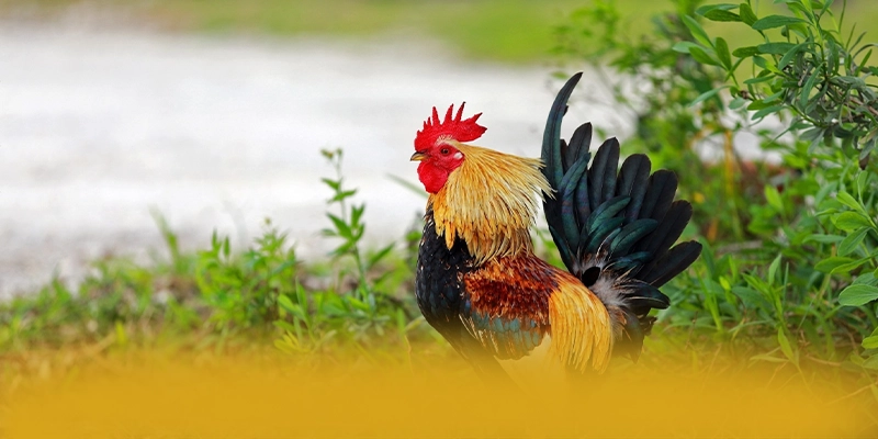 Quy trình thanh toán nhanh chóng và an toàn tại GOOD88 Quy trình thanh toán nhanh chóng và an toàn tại GOOD88