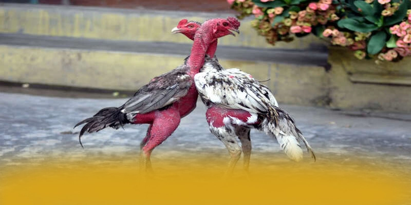 GOOD88 - Đánh giá tổng thể một cách chi tiết. GOOD88 - Đánh giá tổng thể một cách chi tiết.