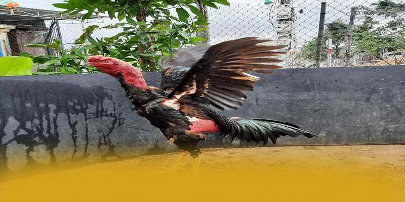 Lợi thế cạnh tranh của GOOD88 so với các nhà cái khác Lợi thế cạnh tranh của GOOD88 so với các nhà cái khác